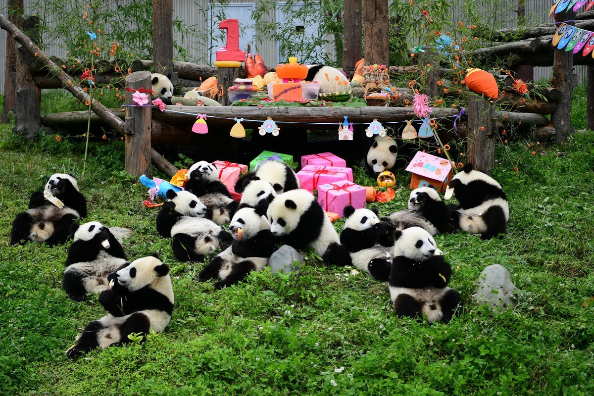 Chengdu Research Base of Giant Panda Breeding